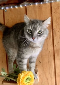 Smokey - Photo 2
