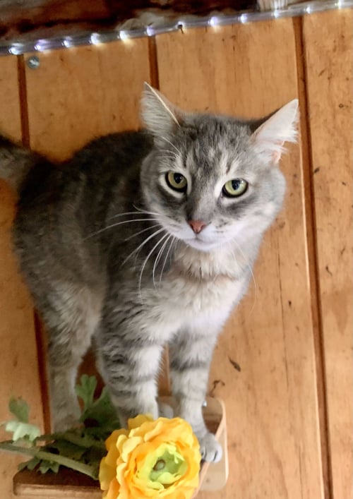 SMOKEY - Tabby / Russian Blue available for adoption