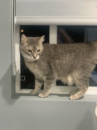Smokey - Photo 6