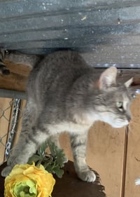 Smokey - Photo 4