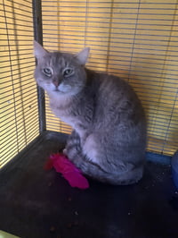 Smokey - Photo 3