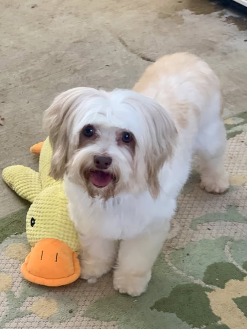 MACIE