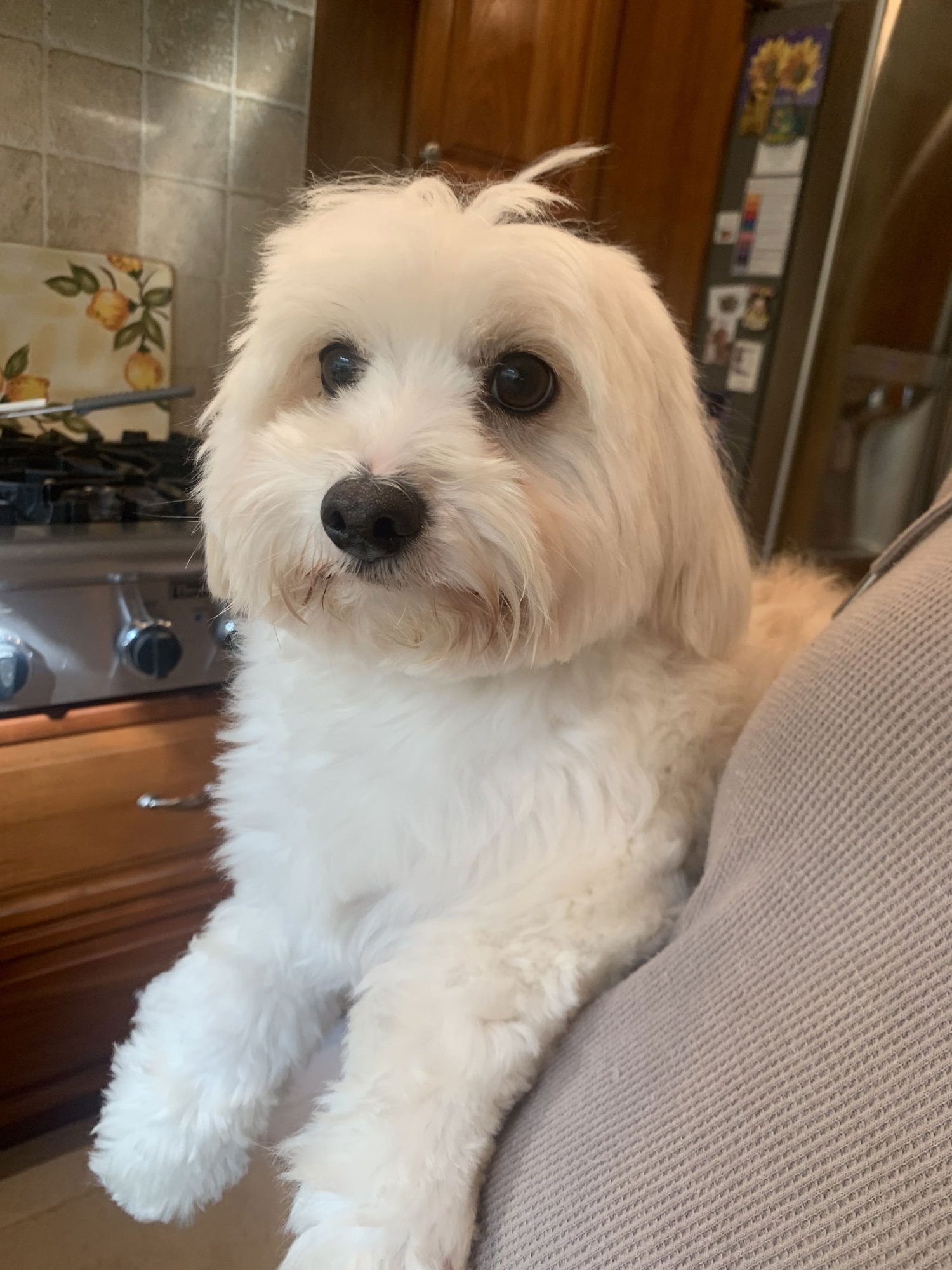 COOPER - Maltese / Poodle (Toy) available for adoption