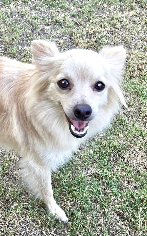 PEARL - Chihuahua available for adoption