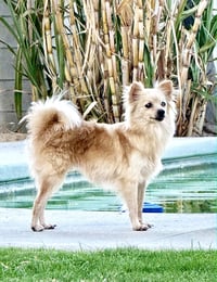 Pearl - Photo 1