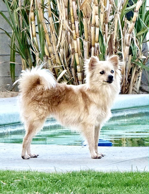 PEARL - Chihuahua available for adoption