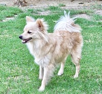 Pearl - Photo 4