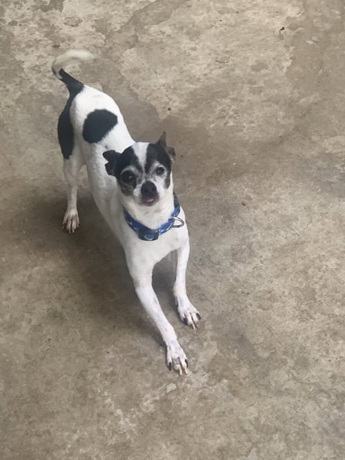 REBEL - Chihuahua available for adoption
