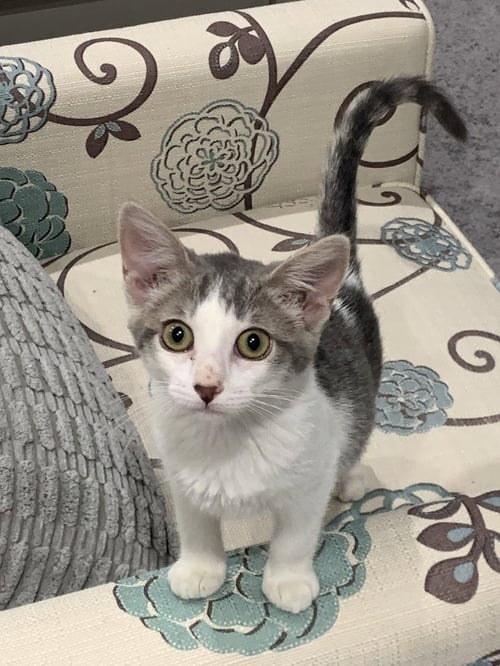 HANSEL & GRETEL - Domestic Short Hair available for adoption
