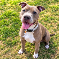 Paco - Photo 2