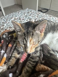 Cali & Sunny - Photo 2