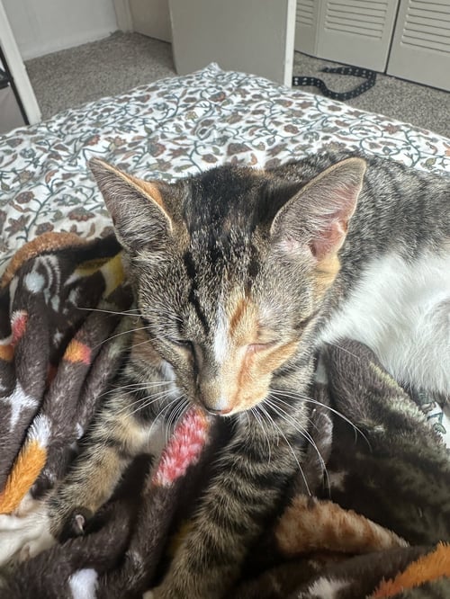CALI & SUNNY - Calico available for adoption