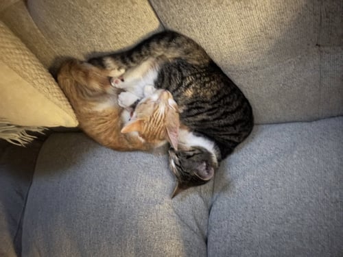 CALI & SUNNY - Calico available for adoption