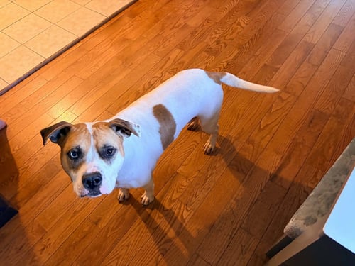 INDI - American Pit Bull Terrier / Husky available for adoption