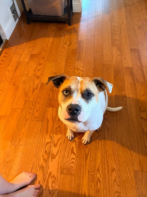 INDI - American Pit Bull Terrier / Husky available for adoption