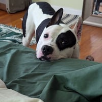 Diesel - Photo 7