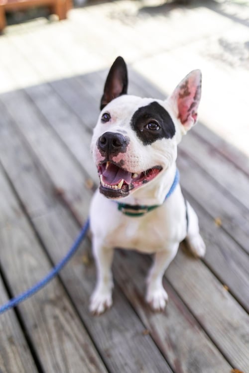DIESEL - American Pit Bull Terrier / American Staffordshire Terrier available for adoption