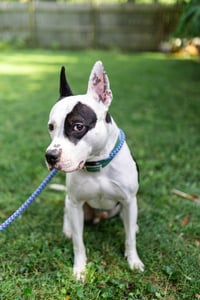 Diesel - Photo 3