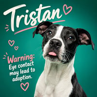 Tristan - Photo 1