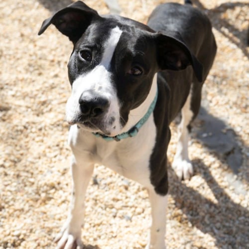 TRISTAN - American Pit Bull Terrier / American Staffordshire Terrier available for adoption
