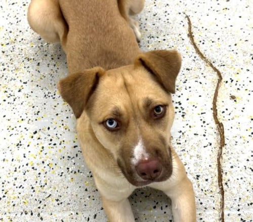LUNA C - Husky / Labrador Retriever available for adoption