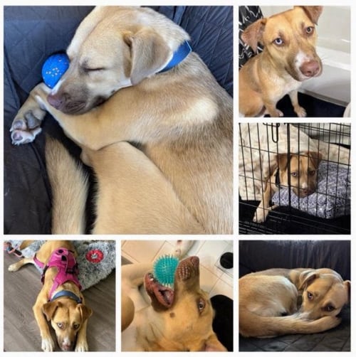 LUNA C - Husky / Labrador Retriever available for adoption