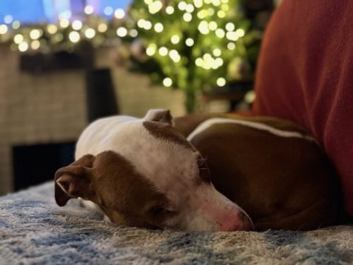LUCY - American Pit Bull Terrier / American Staffordshire Terrier available for adoption