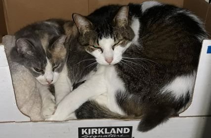 CALI & ROXY - Domestic Short Hair available for adoption