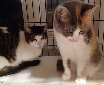 CALI & ROXY - Domestic Short Hair available for adoption
