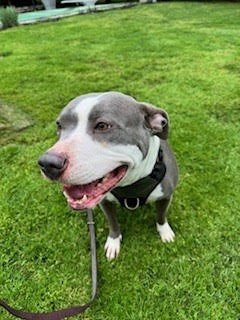 BELLA - American Staffordshire Terrier / American Pit Bull Terrier available for adoption