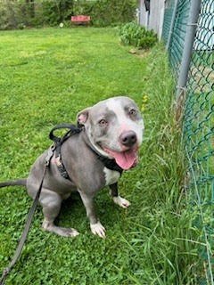 BELLA - American Staffordshire Terrier / American Pit Bull Terrier available for adoption