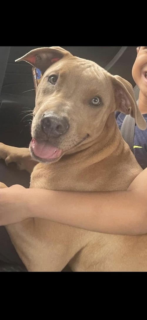 BILLY - American Pit Bull Terrier / American Staffordshire Terrier available for adoption