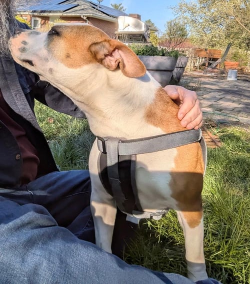 LEELOU - American Bulldog / American Staffordshire Terrier available for adoption