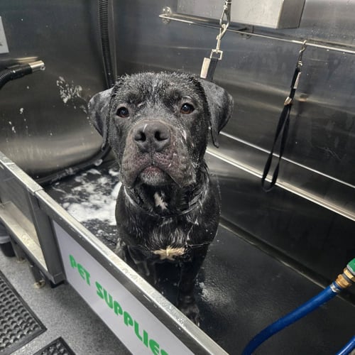XAVIOR - American Pit Bull Terrier / American Staffordshire Terrier available for adoption