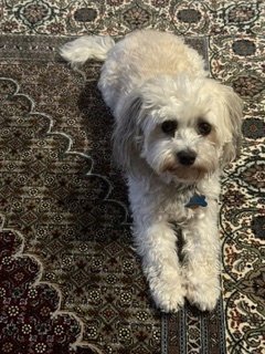 SUNNY - Havanese available for adoption