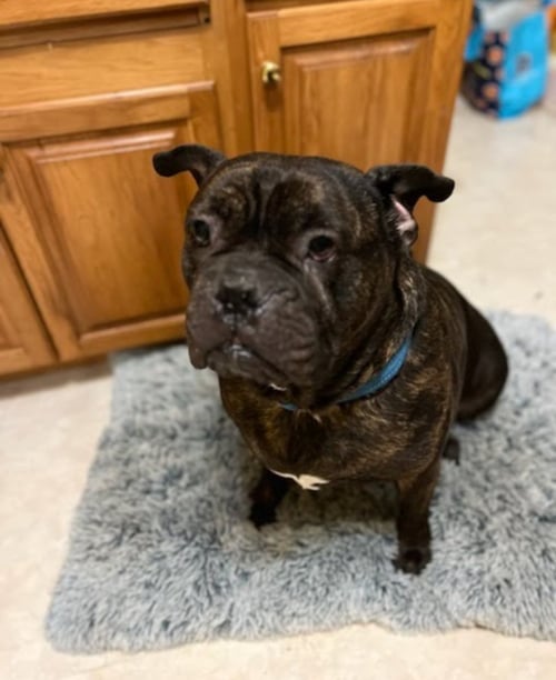 BLAZE - Cane Corso Mastiff / American Bulldog available for adoption