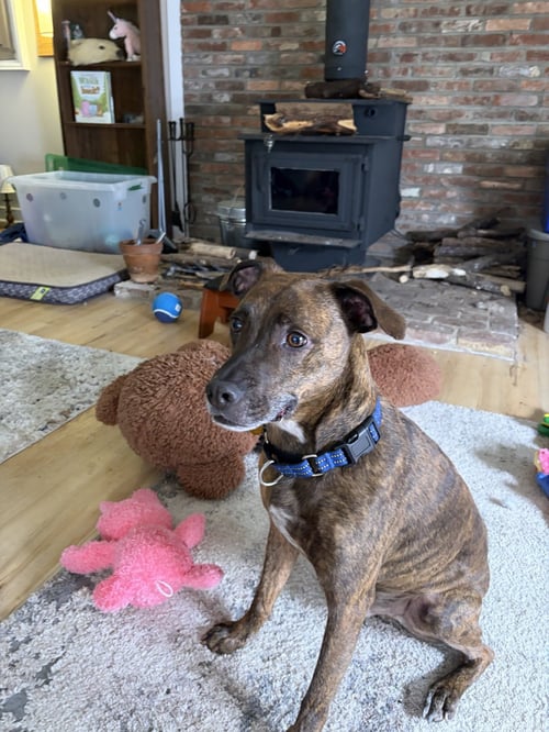 MAX - Hound / American Pit Bull Terrier available for adoption
