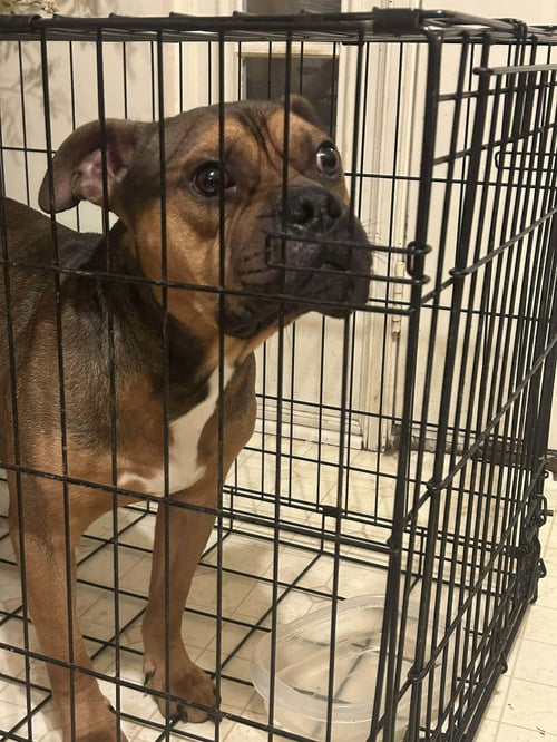 TROUBLE - American Bulldog / American Pit Bull Terrier available for adoption