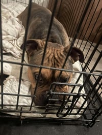 Trouble - Photo 2
