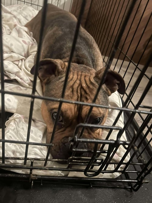 TROUBLE - American Bulldog / American Pit Bull Terrier available for adoption