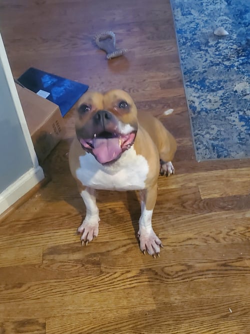 DAISY & DIESEL - American Staffordshire Terrier / American Pit Bull Terrier available for adoption
