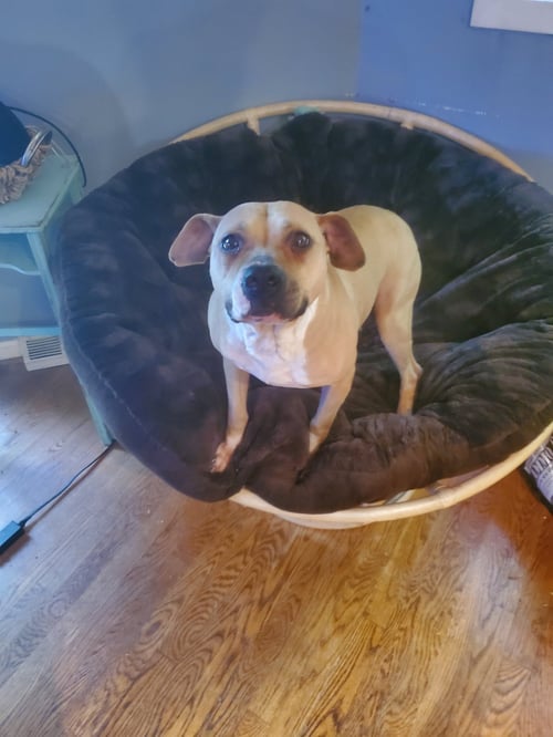 DAISY & DIESEL - American Staffordshire Terrier / American Pit Bull Terrier available for adoption
