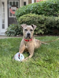Bruce - Photo 17