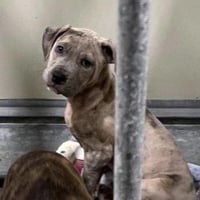 Bruce - Photo 24