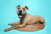 Bruce - Photo 11