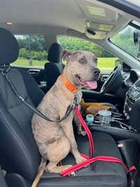 Bruce - Photo 25