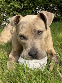 Bruce - Photo 23