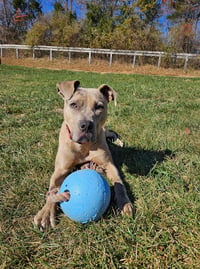 Bruce - Photo 3