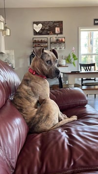 Bruce - Photo 18