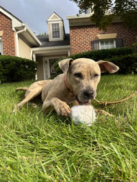 Bruce - Photo 21